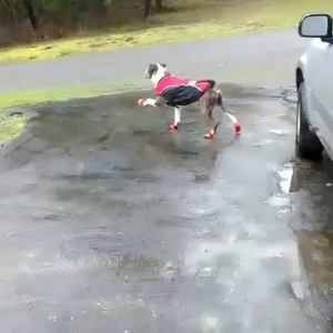 Meet your Posher, Joyce